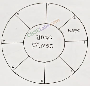 NCERT Exemplar Class 6 Science Chapter 3 Fibre To Fabric – Merit Batch