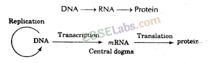 Molecular Basis Of Inheritance – CBSE Notes For Class 12 Biology ...