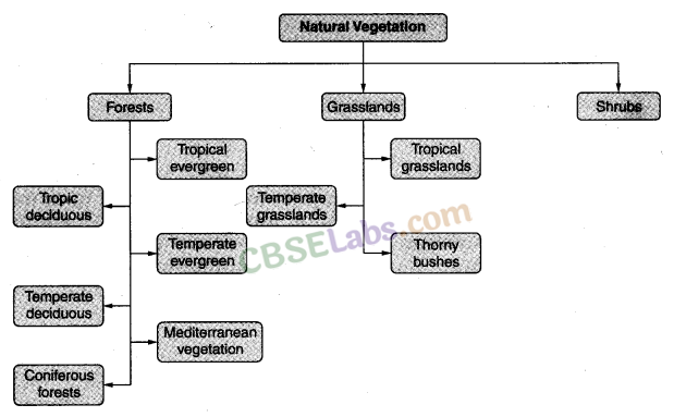 Natural vegetation and wildlife class 7 discount