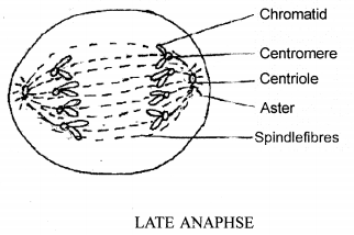 ICSE 2019 Biology Question Paper Solved for Class 10 – Merit Batch